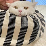 世界和平