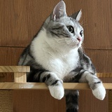 椰青冰萃