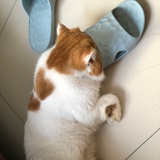 老虎会游泳