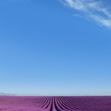 蔷薇开