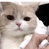 想吃炸鸡