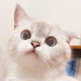 想吃锅包又