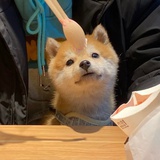 雪顶咖啡不加糖
