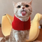 鱼鱼快跑