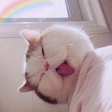 猪猪