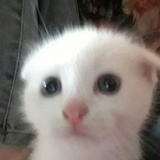 羽昼