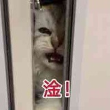 拽小肥