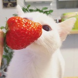 人生若是草莓味