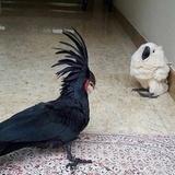 你不要过来啊
