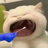 猪突猛进！！