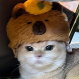 ⠀