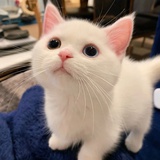 張