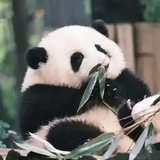 大眼萌仔
