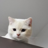 大红帽家的猫