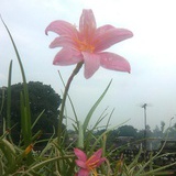 花儿的姿态