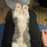 咩了个咩
