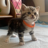 嘴馋🐱