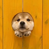 懵懵萌萌