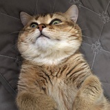 ᴊᴏᴊᴏ