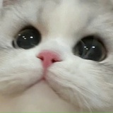 小芽不吃鱼