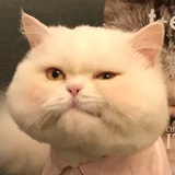 菠萝