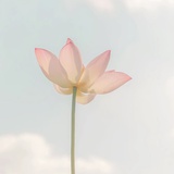 心清