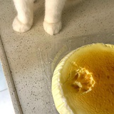 孝猫日记