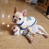 咸鱼君