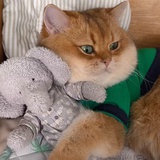 胖猫修改器