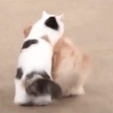 TNT金韩彬