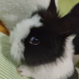 嘟嘟囔囔