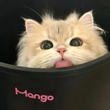 一号花吹