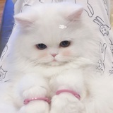 熊熊