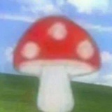 红蘑菇菇