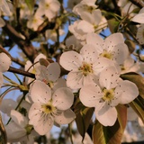 花花biubiu