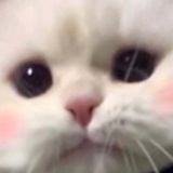 肥膘