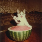 🍉