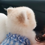 珞茶