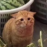 我滴个乖乖