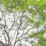 木禺心