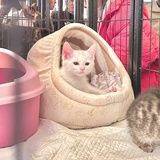 泥猴
