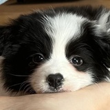 狗牙面包