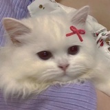人间水蜜桃