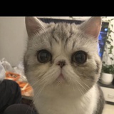 费隆汉姆