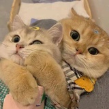 啊菠萝！