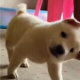 🐏