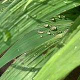 豆浆
