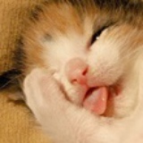 阿猫