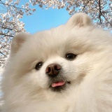 宸宝