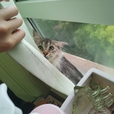 Vivian